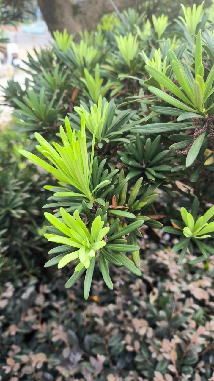 短叶罗汉松是罗汉松科罗汉松属植物,乔木,高达15米,胸径30厘米;痔条