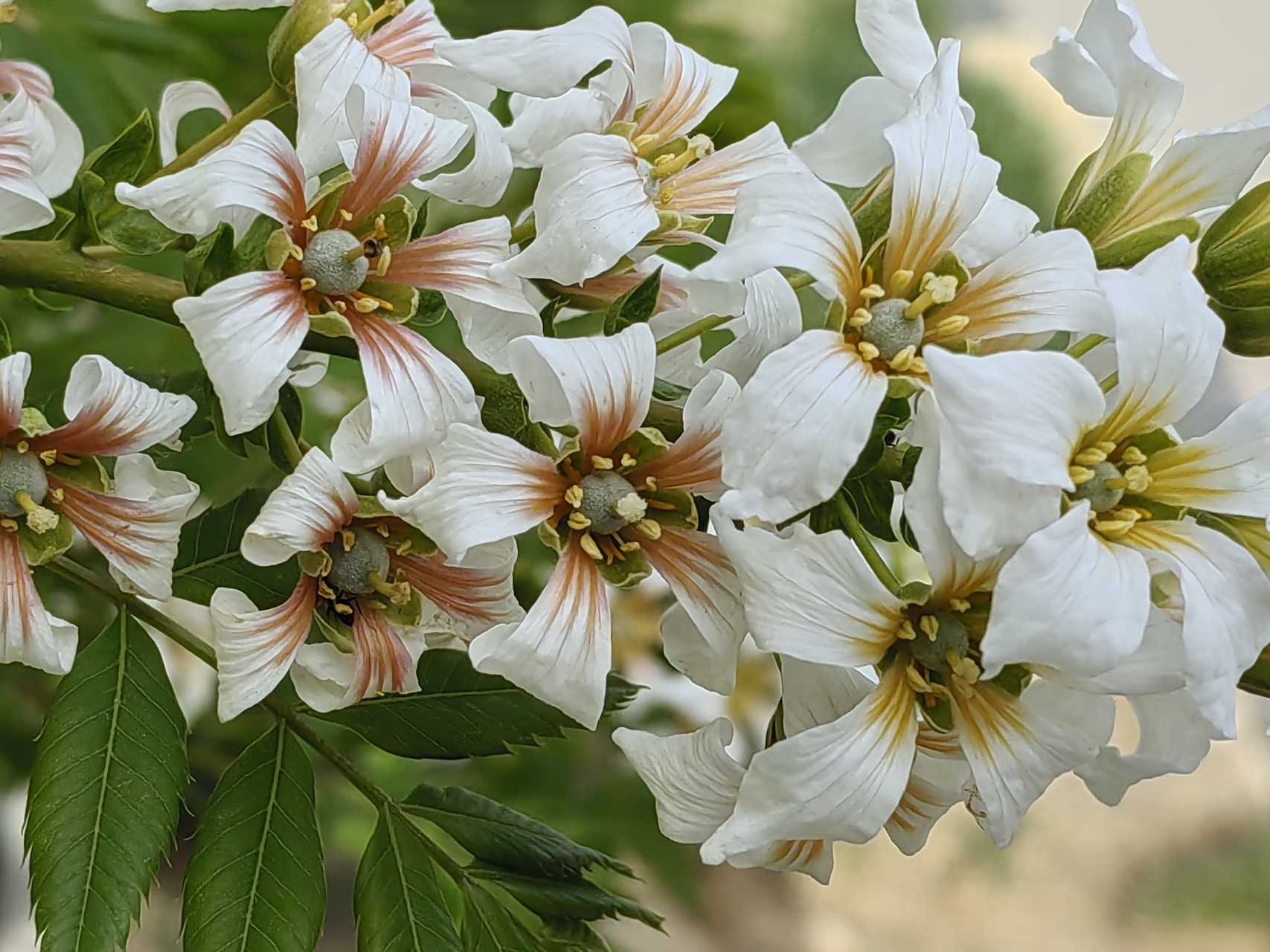 【文冠果】文冠果是无患子科文冠果属落叶灌木,著名木本油料树种.