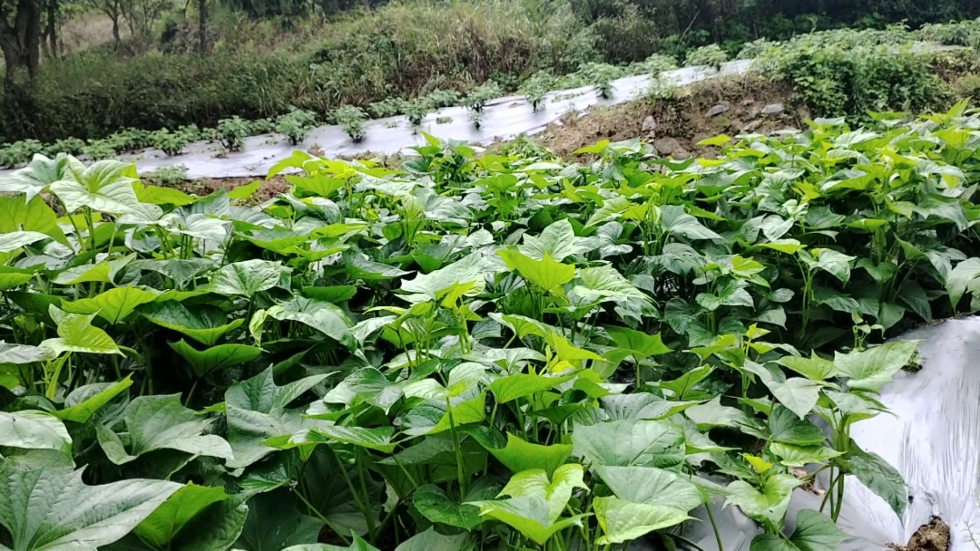 南薯植物照片图片