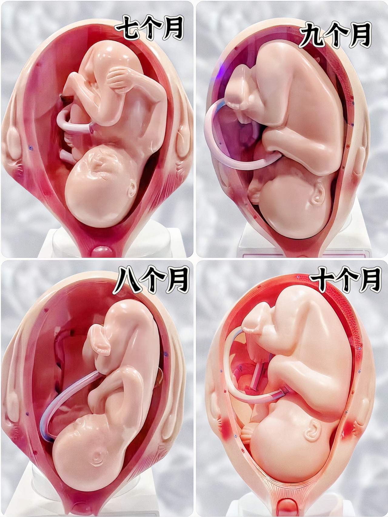 怀孕10个月全过程 直观宝宝在妈妈肚子里每个月的变化