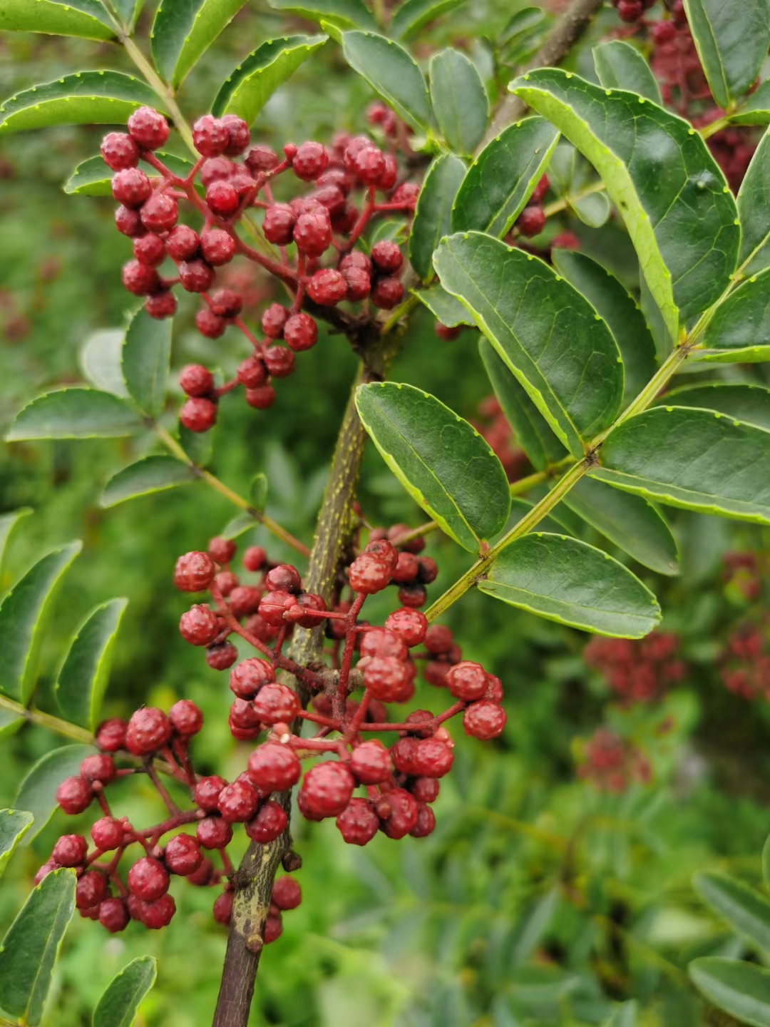炎炎七月盼初秋,花椒欲熟韵枝头. 静待红透佳期至,采撷芬芳岁月悠