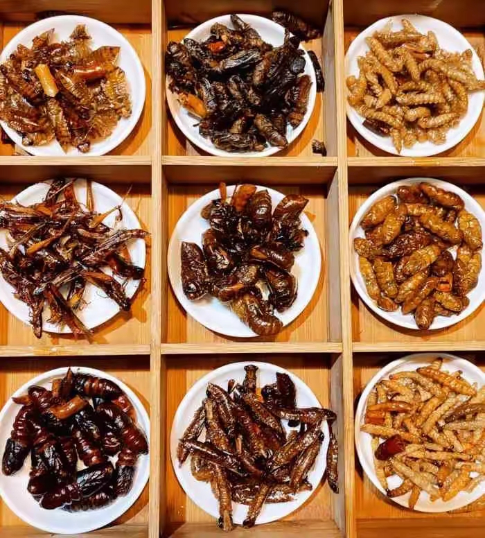 豆虫的吃法一盘虫子云南蚂蚱 蚕蛹 昆虫做菜高清图片云南油炸虫子图片