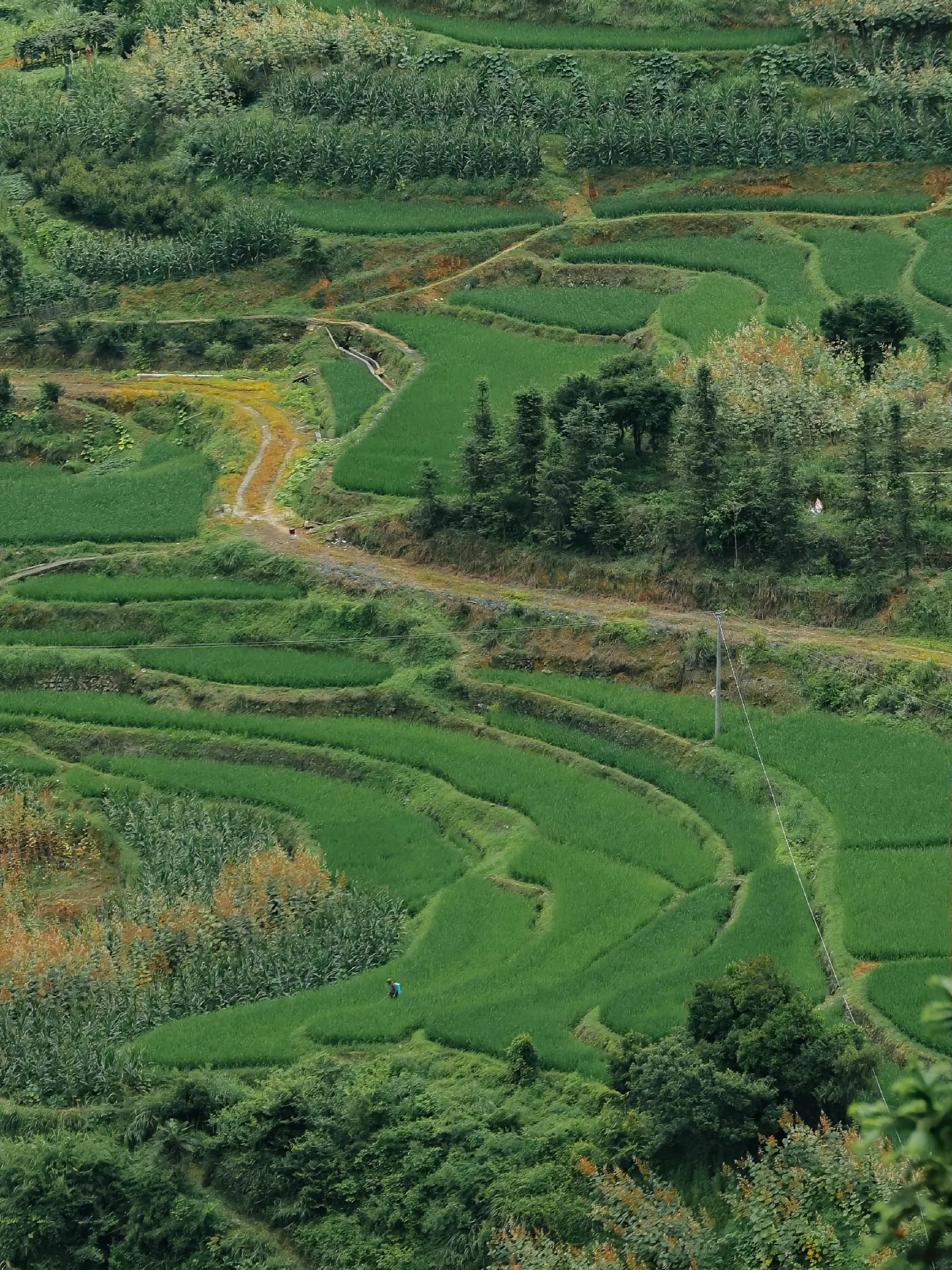 蝶恋花·雨夜思远 〔现代〕邹謇  风漾漾烟云沆沆.