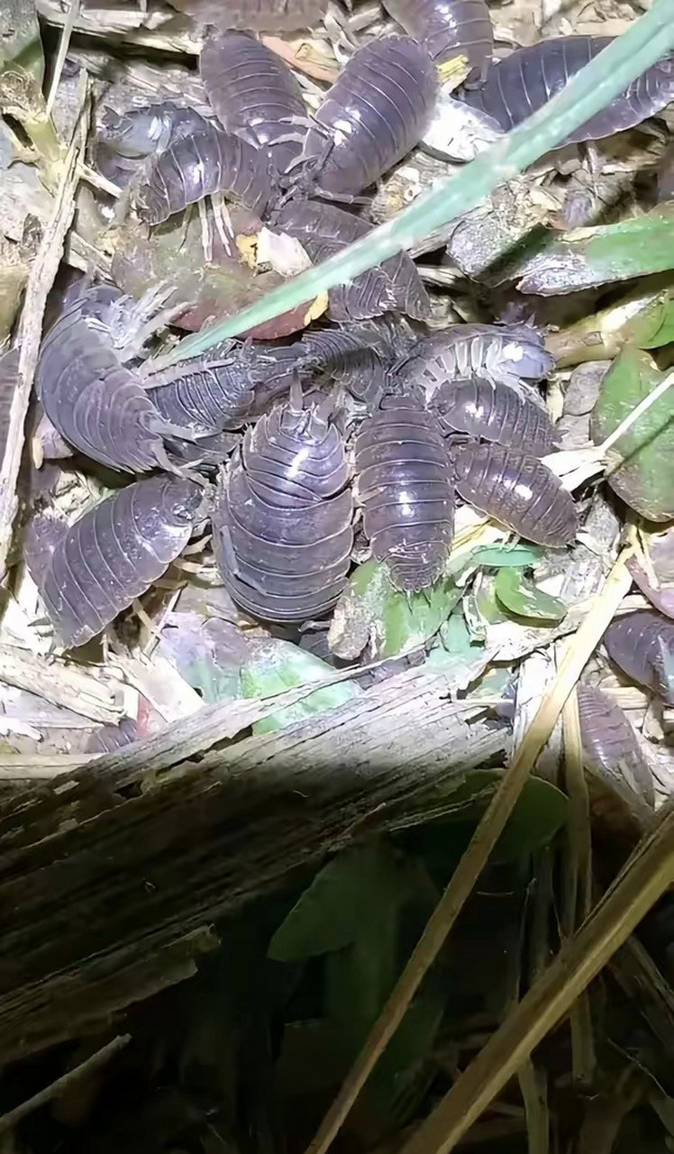 脊骨虫照片图片