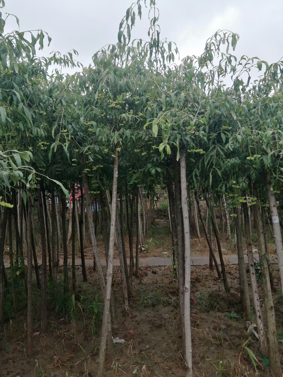 金丝吊蝴蝶是优良观果植物常用于园林景观和庭院绿化