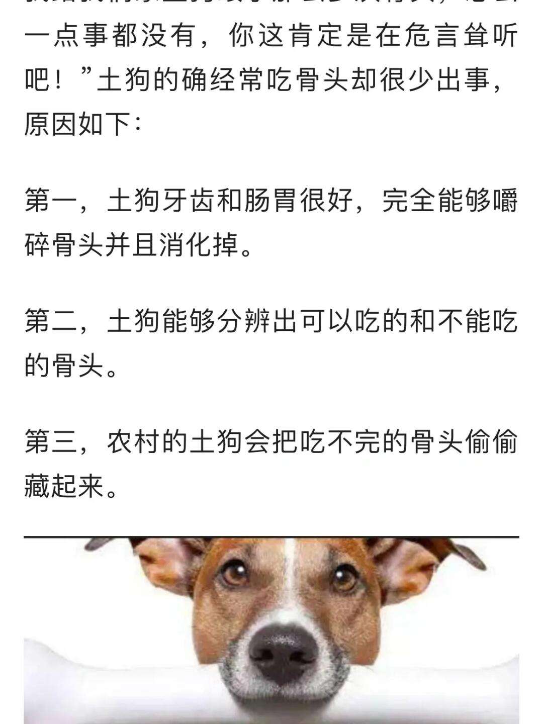 狗可以吃鸡骨头吗