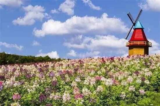 迎接暑假的第一场旅行#01 金珠花海位置:吉林省吉林市龙潭区金珠镇