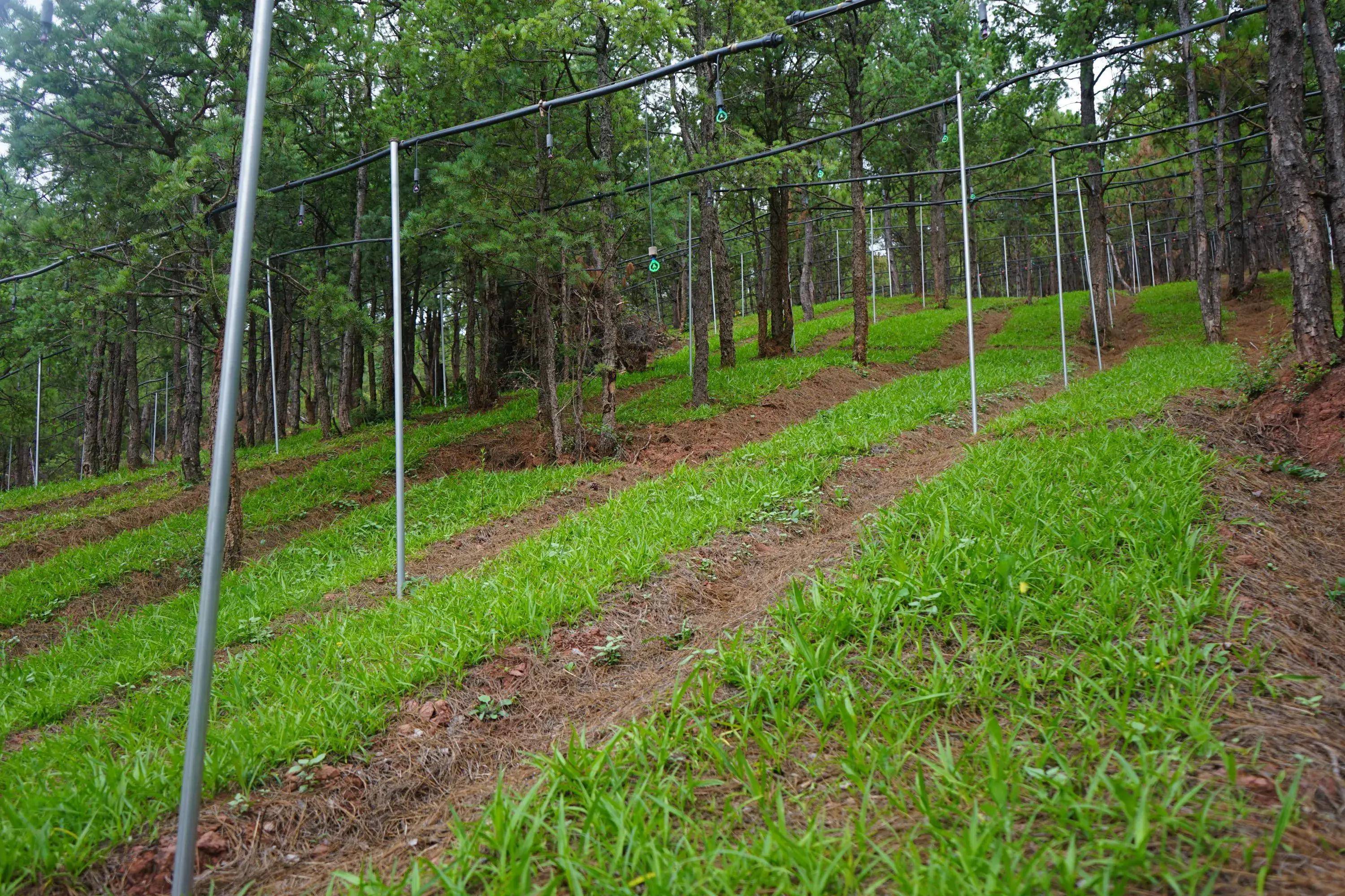 楚雄市东瓜镇兴隆村:林下中药材种植拓宽产业致富路