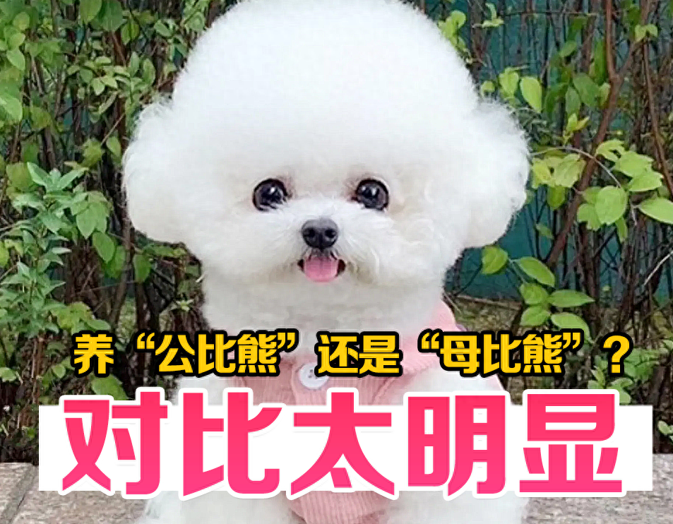 养"公比熊"还是"母比熊"?对比太明显,不要太真实!