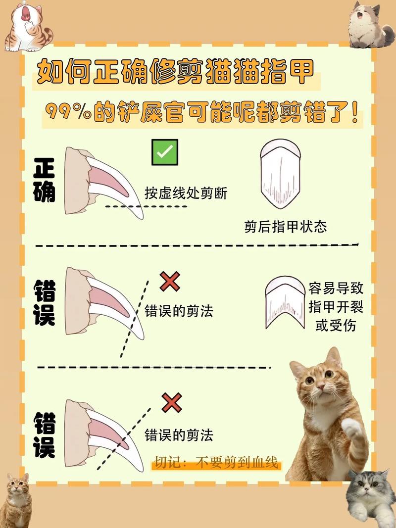 猫剪指甲角度图片