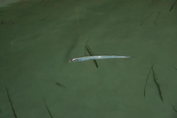 带鱼是深海鱼吗,是海鲜吗