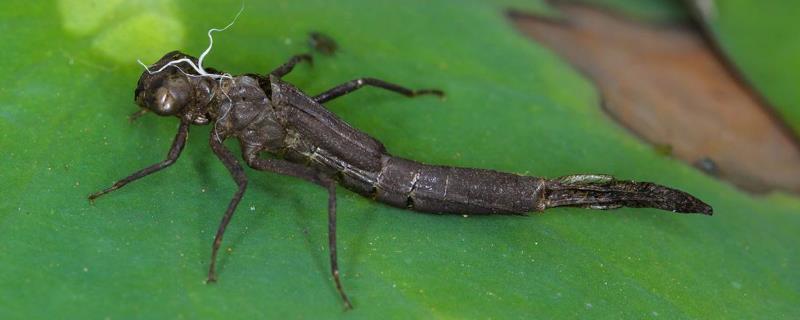 蜻蜓幼虫叫什么,蜻蜓幼虫吃什么