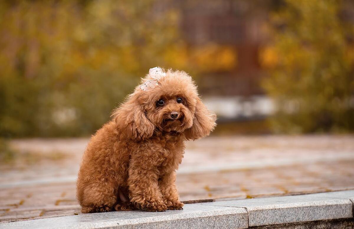 泰迪犬越是孤独