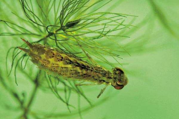 蜻蜓幼虫叫什么,蜻蜓幼虫吃什么