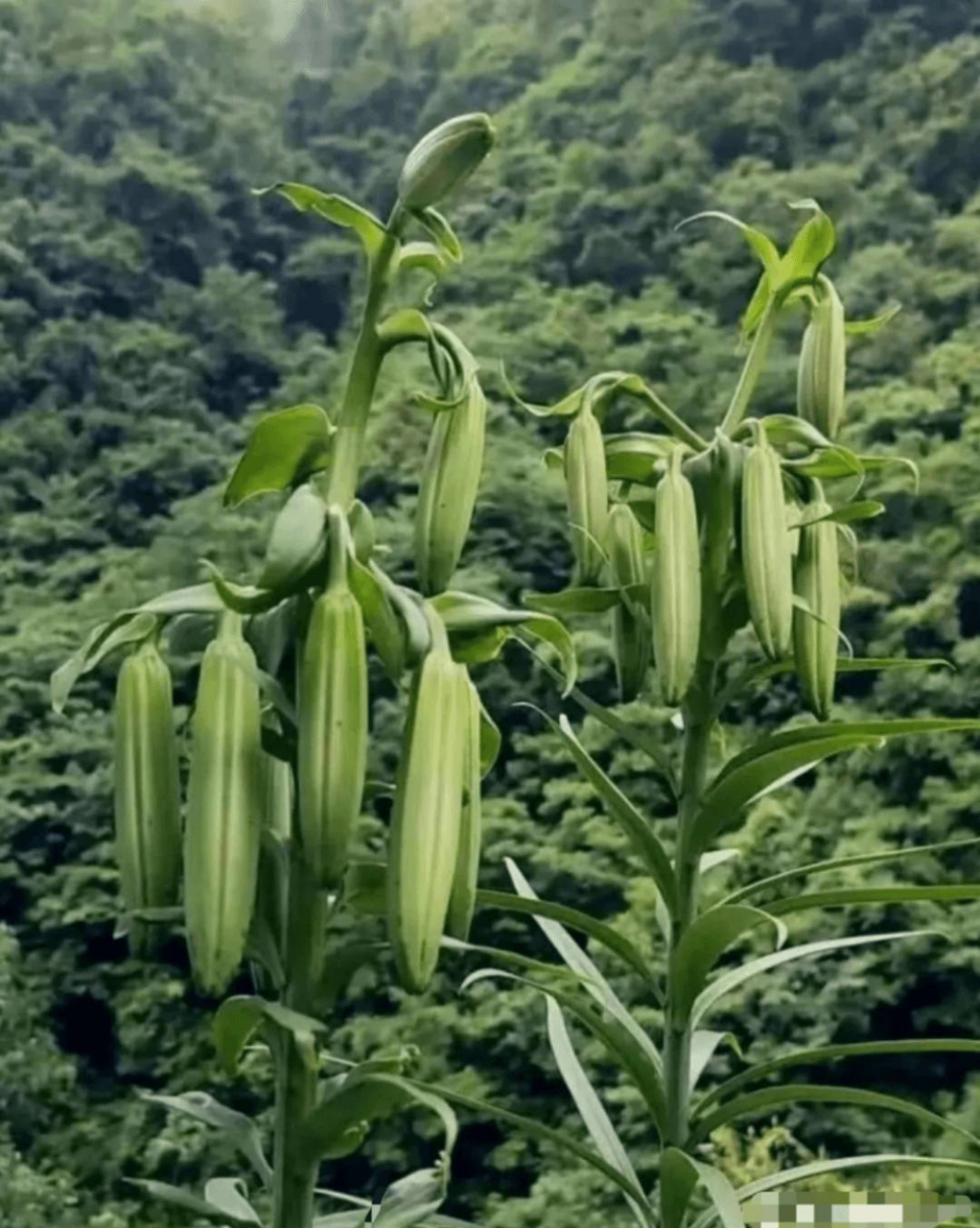 今天和女朋友爬山的时候发现了这个奇怪的植物,女朋友说这是野生玉米