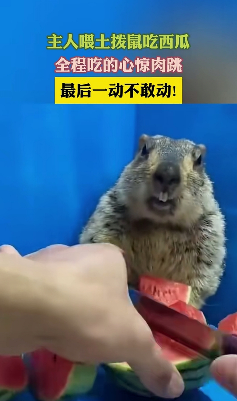 土拨鼠这表情笑死了:"咋吃个西瓜,还让人一惊一乍的"[偷笑]