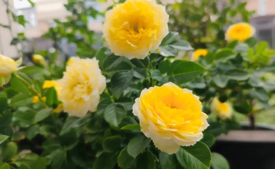 金丝雀月季花独特的观赏性和适应性强特点,深受月季花爱好者喜爱