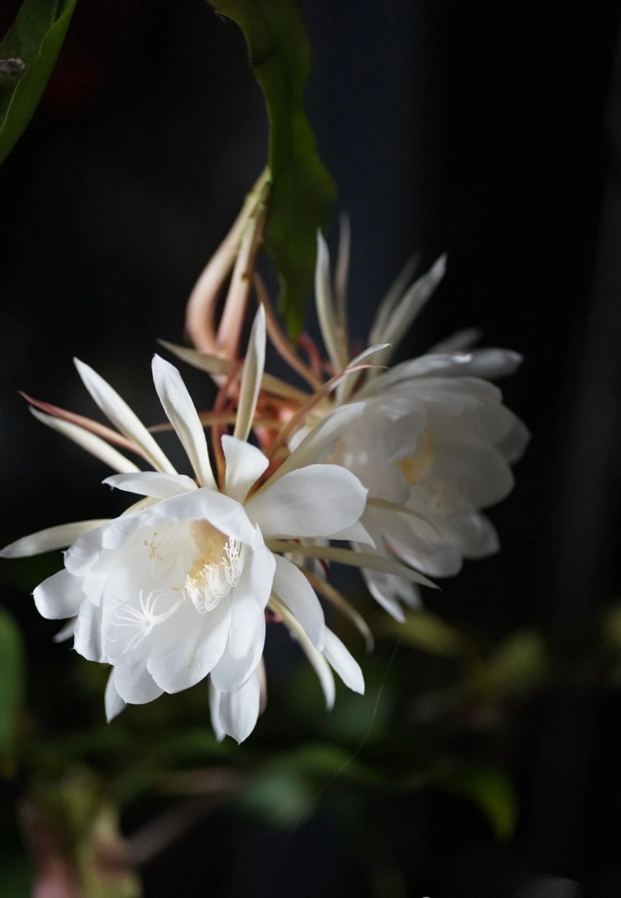 昙花开花视频图片