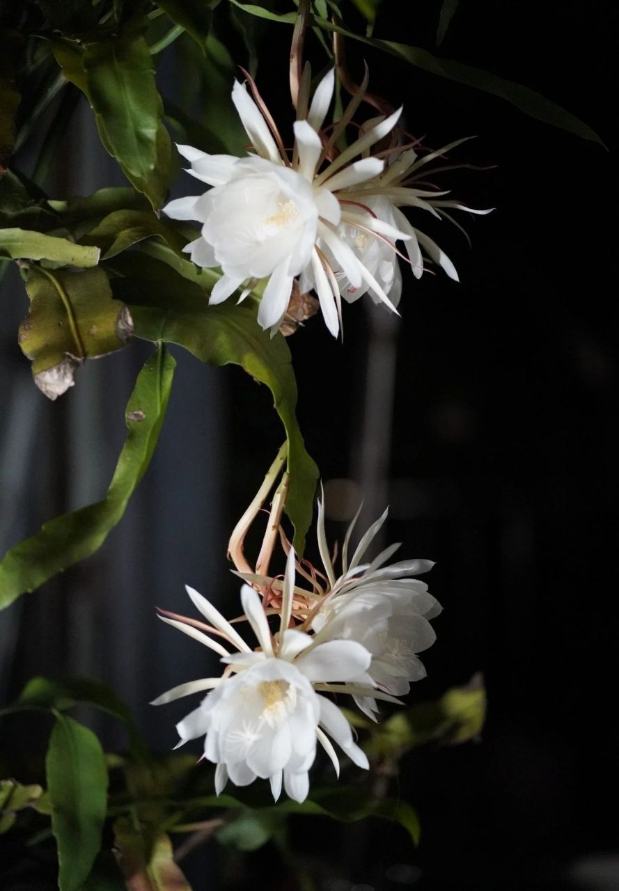 夏夜里昙花独自开 昙花喜欢在夏秋之际开花,只有晚上才能开,昙花很难