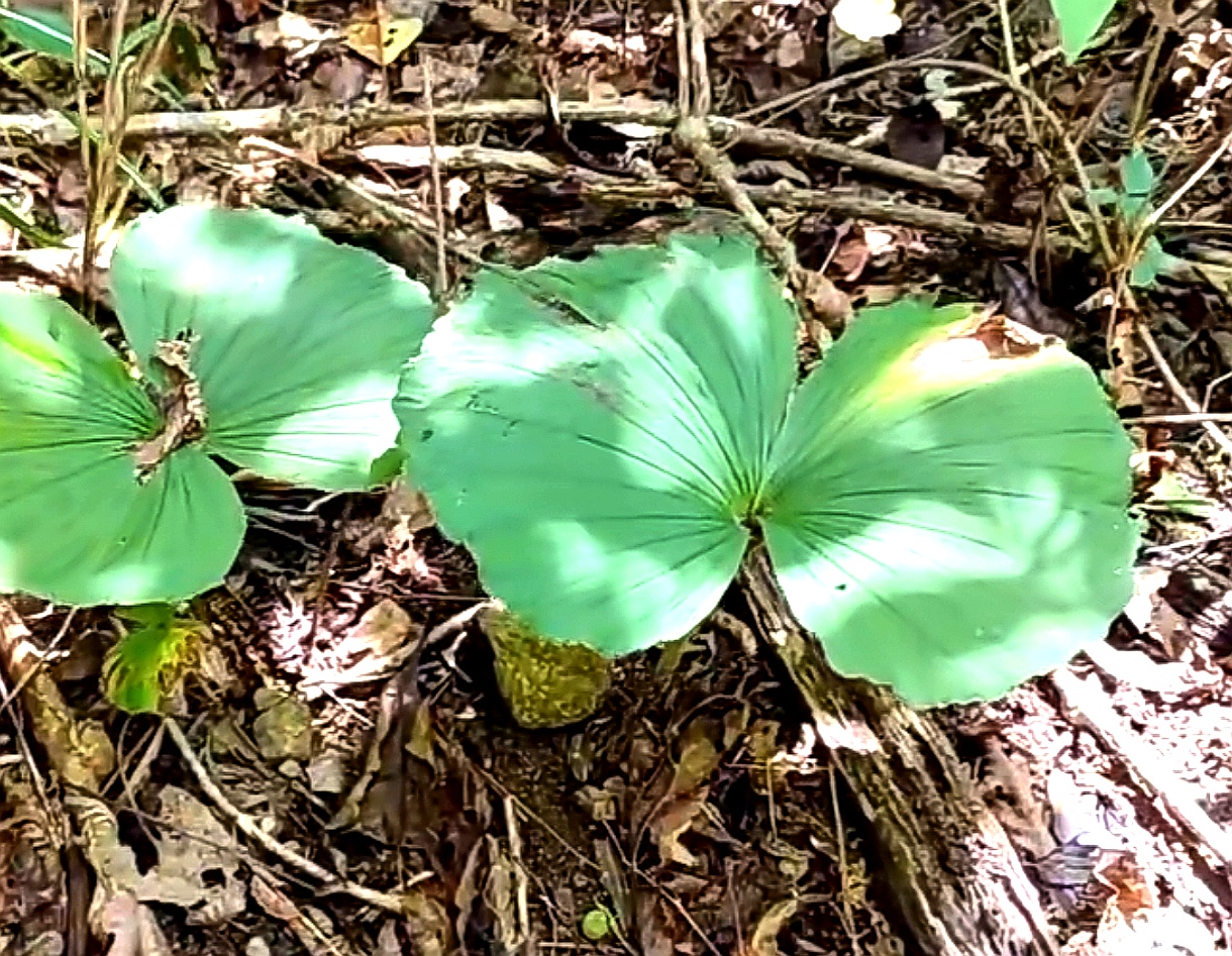 7月18日   今日小寿星 生日花   : 扇子七 花   语    :  欢喜  中药