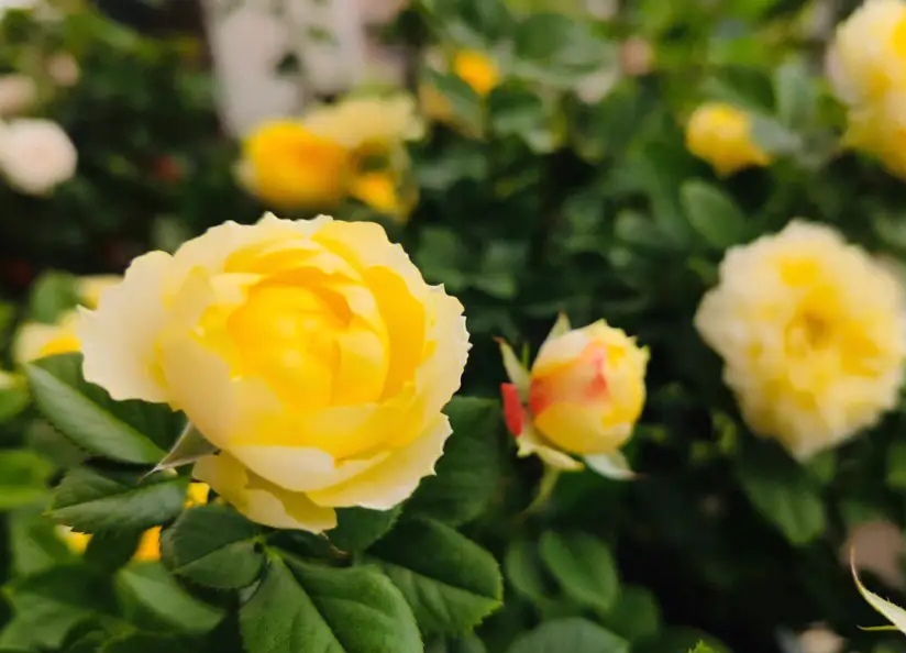 金丝雀月季花独特的观赏性和适应性强特点,深受月季花爱好者喜爱