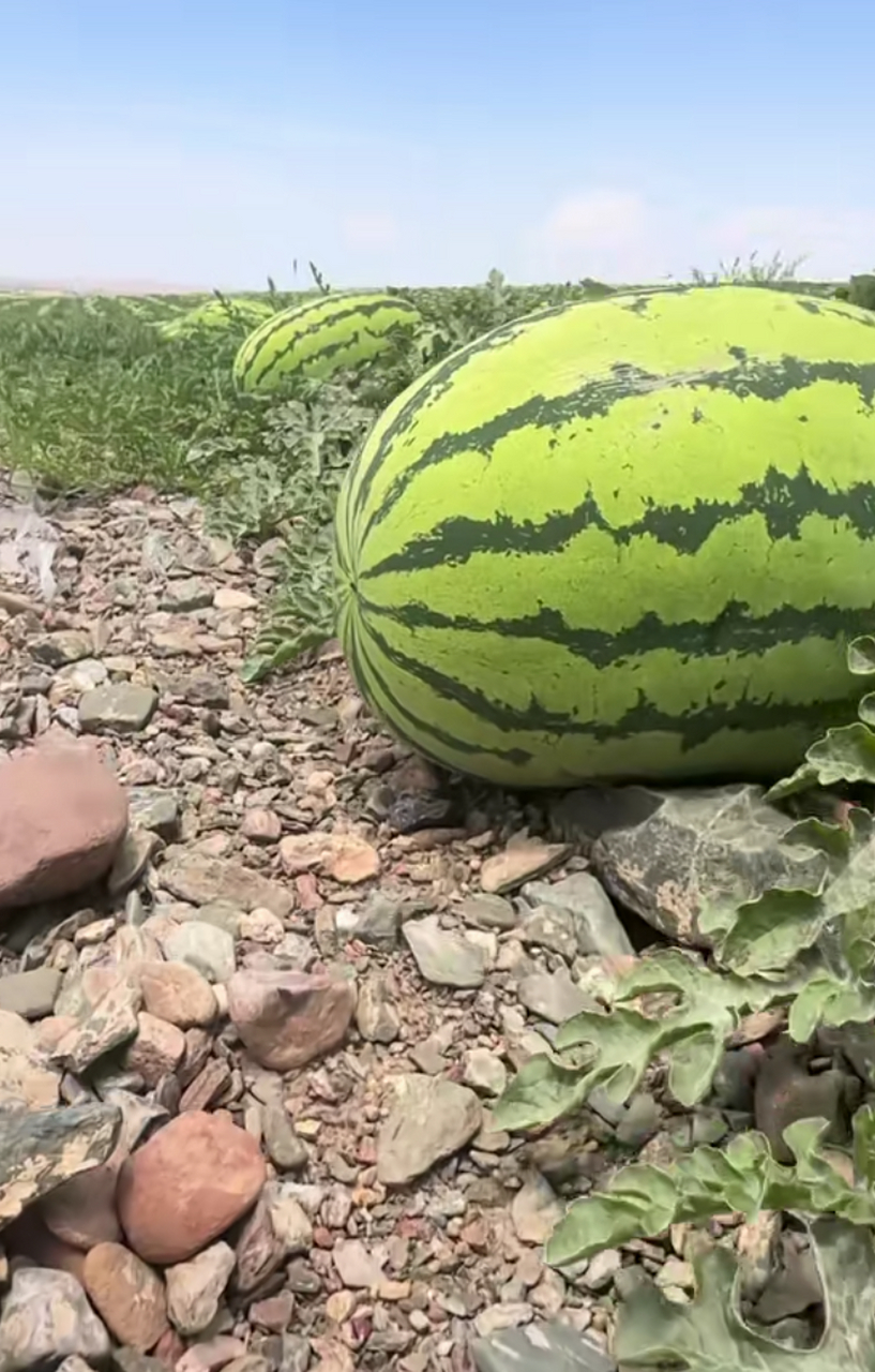 石头瓜为啥好吃,你知道吗?