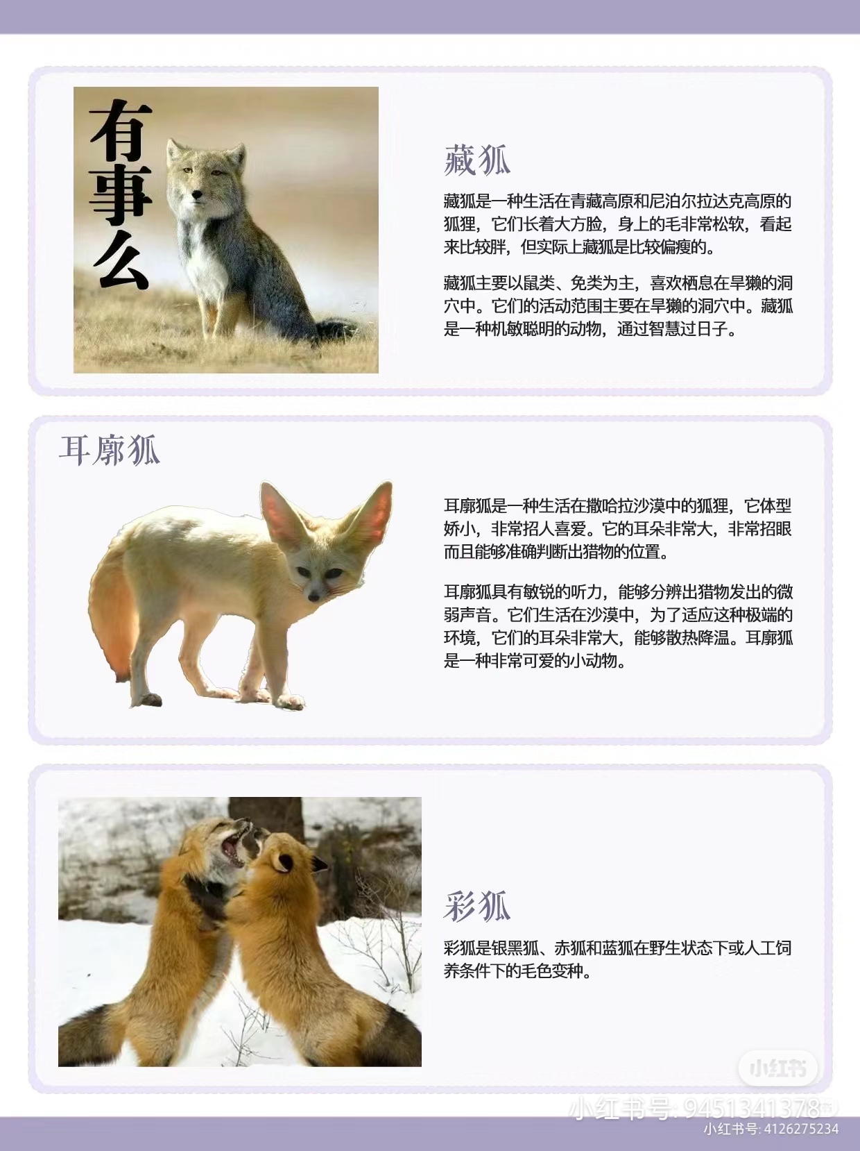 狐狸的品种大全图解图片