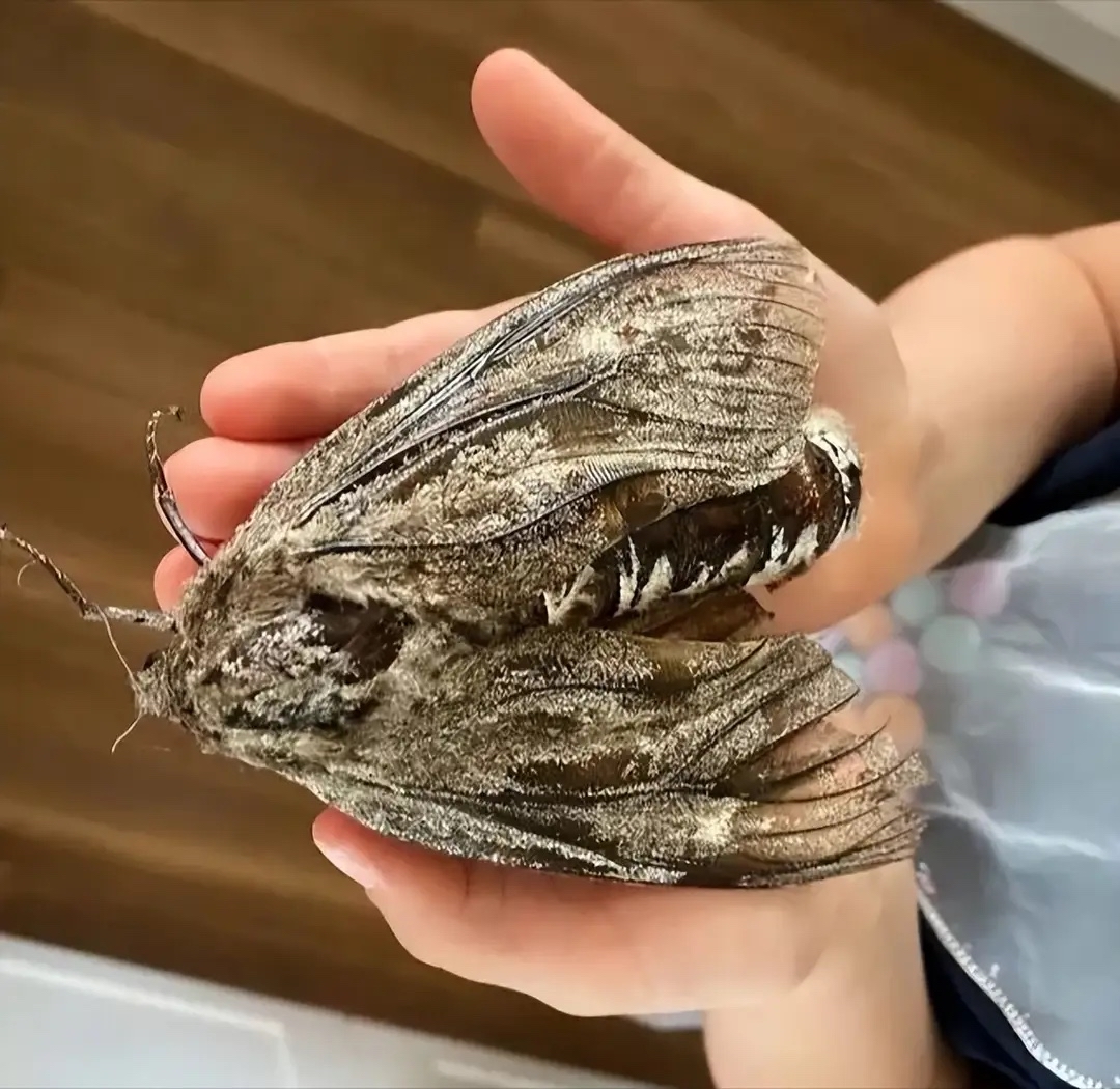 这个体型比人的手掌还要大的巨型飞蛾,如果是突然飞到家里去,不会被