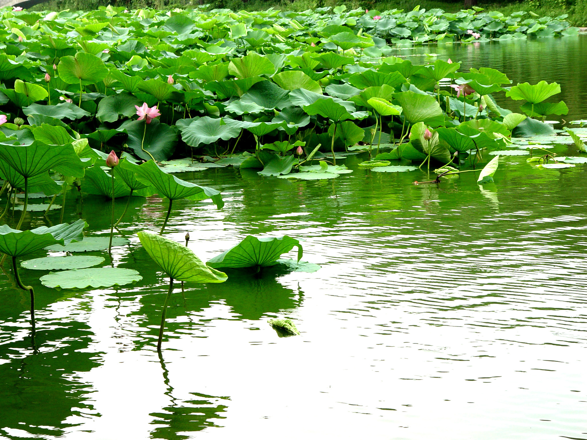 夏日闪光旅行家# 雨后荷塘的清新