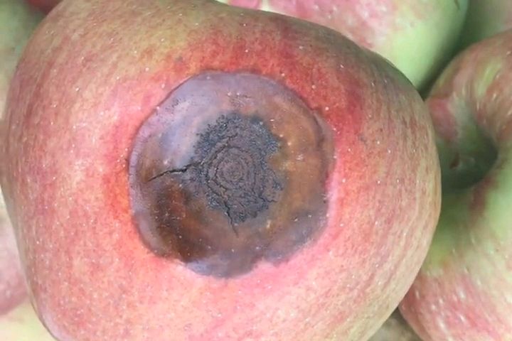 苹果轮纹病的防治需要采取综合措施:保障苹果产业的健康发展!