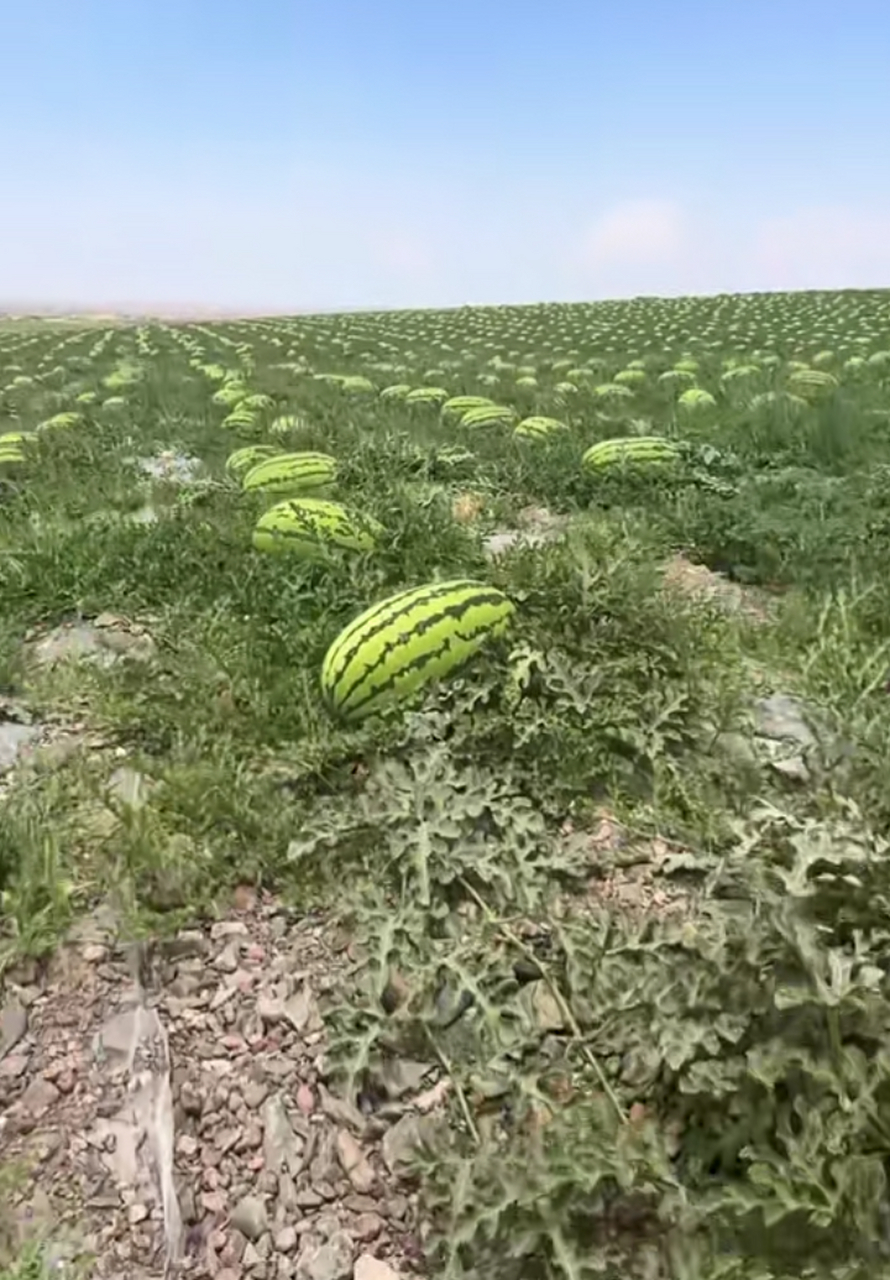 石头瓜为啥好吃,你知道吗?