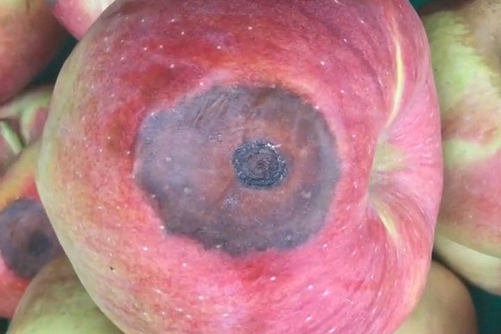 苹果轮纹病的防治需要采取综合措施:保障苹果产业的健康发展!