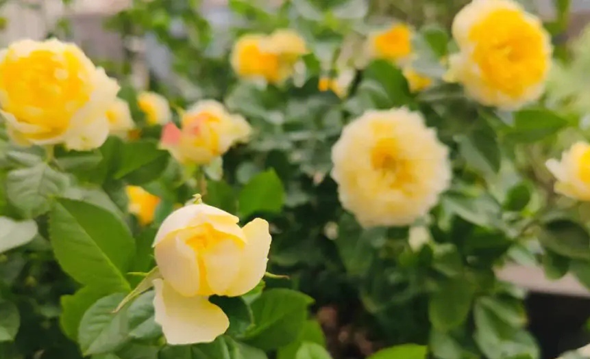 金丝雀月季花独特的观赏性和适应性强特点,深受月季花爱好者喜爱