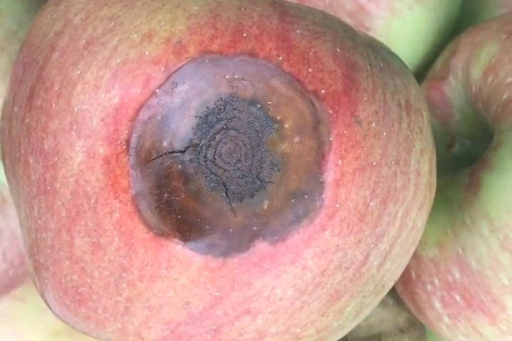 苹果轮纹病的防治需要采取综合措施:保障苹果产业的健康发展!