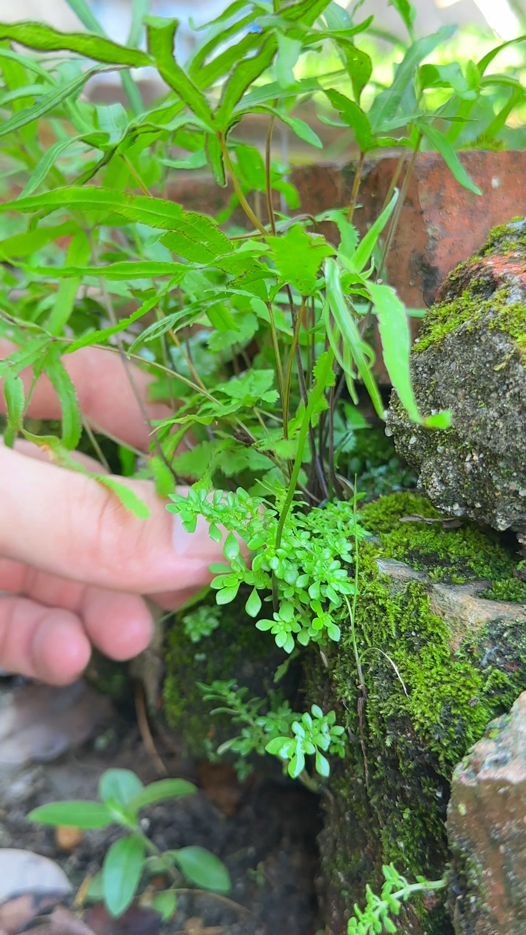 井栏草,也叫凤尾蕨,你有见过这种植物吗