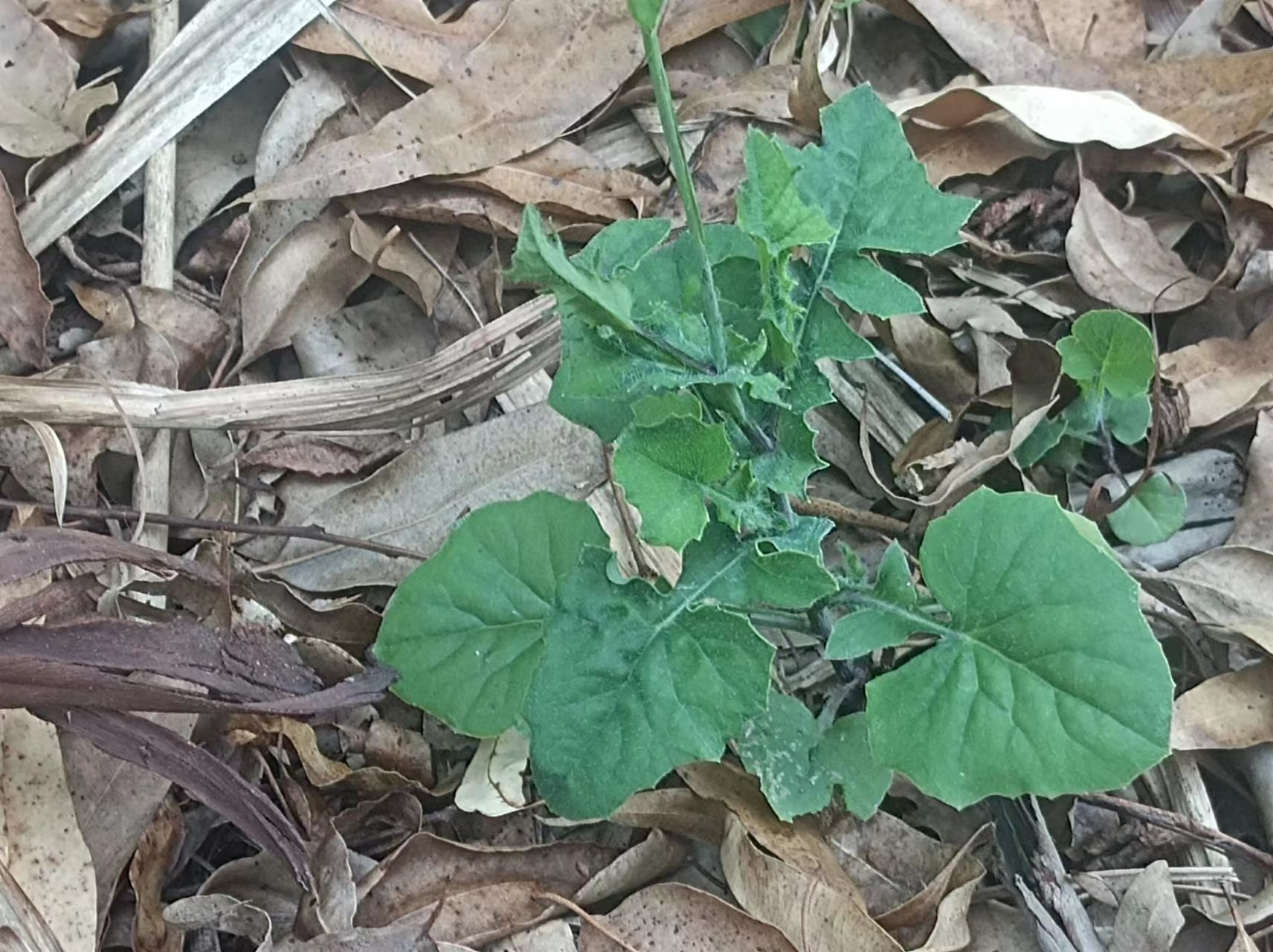 野生红背丝绸草药图片图片