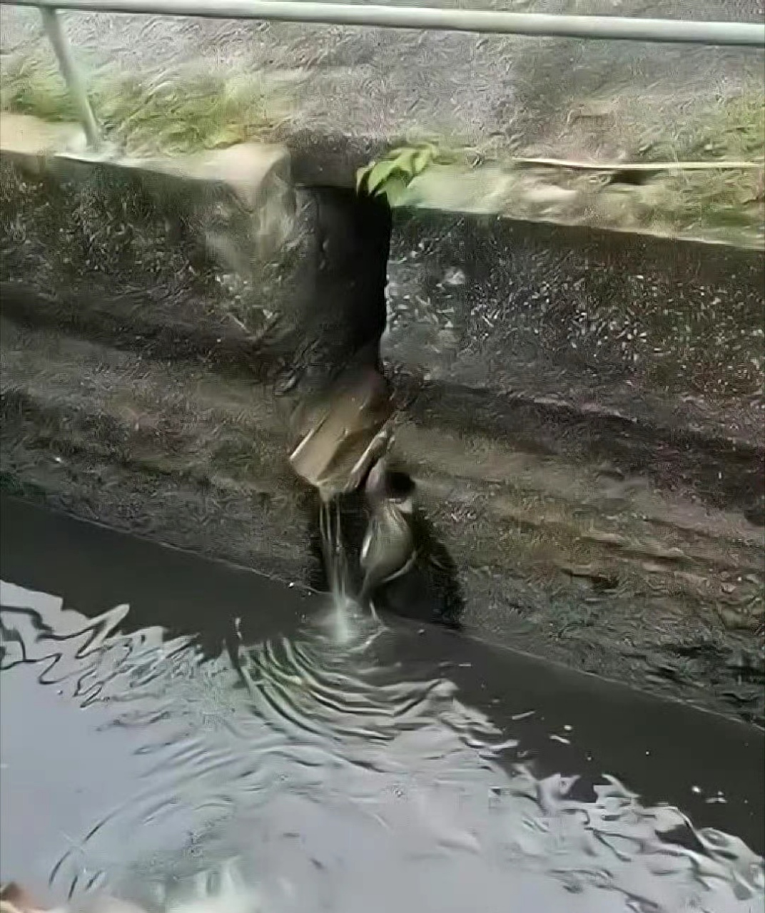 第一次见到没有壳的乌龟 67