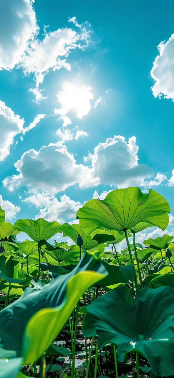 夏日限定|荷叶壁纸