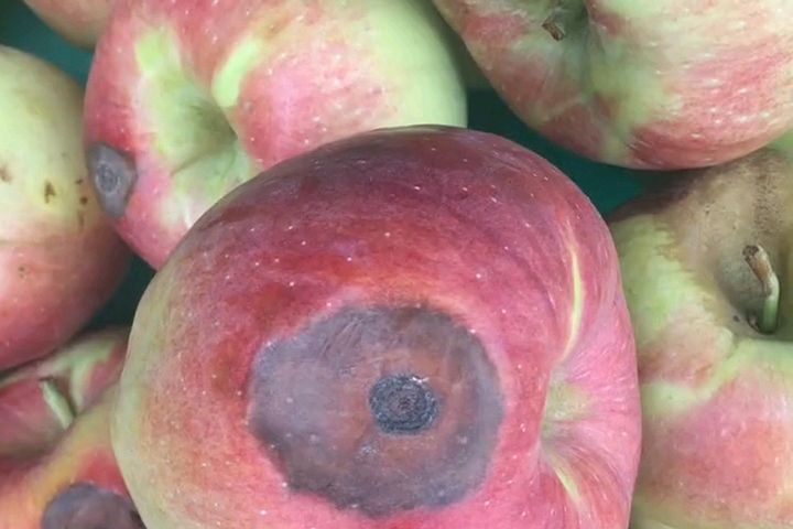 苹果轮纹病的防治需要采取综合措施:保障苹果产业的健康发展!