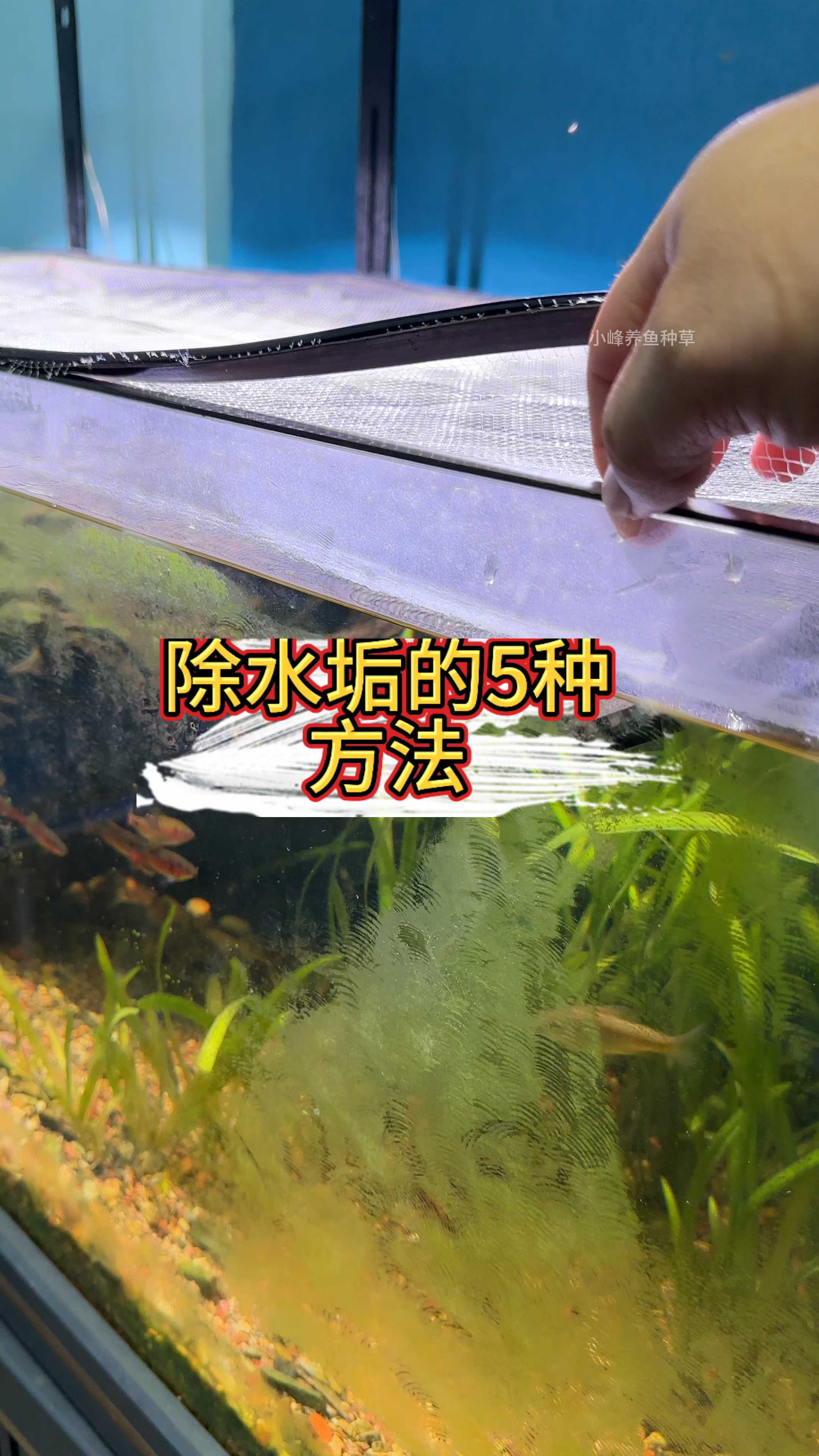 5种清除鱼缸水垢的方法,用过哪种