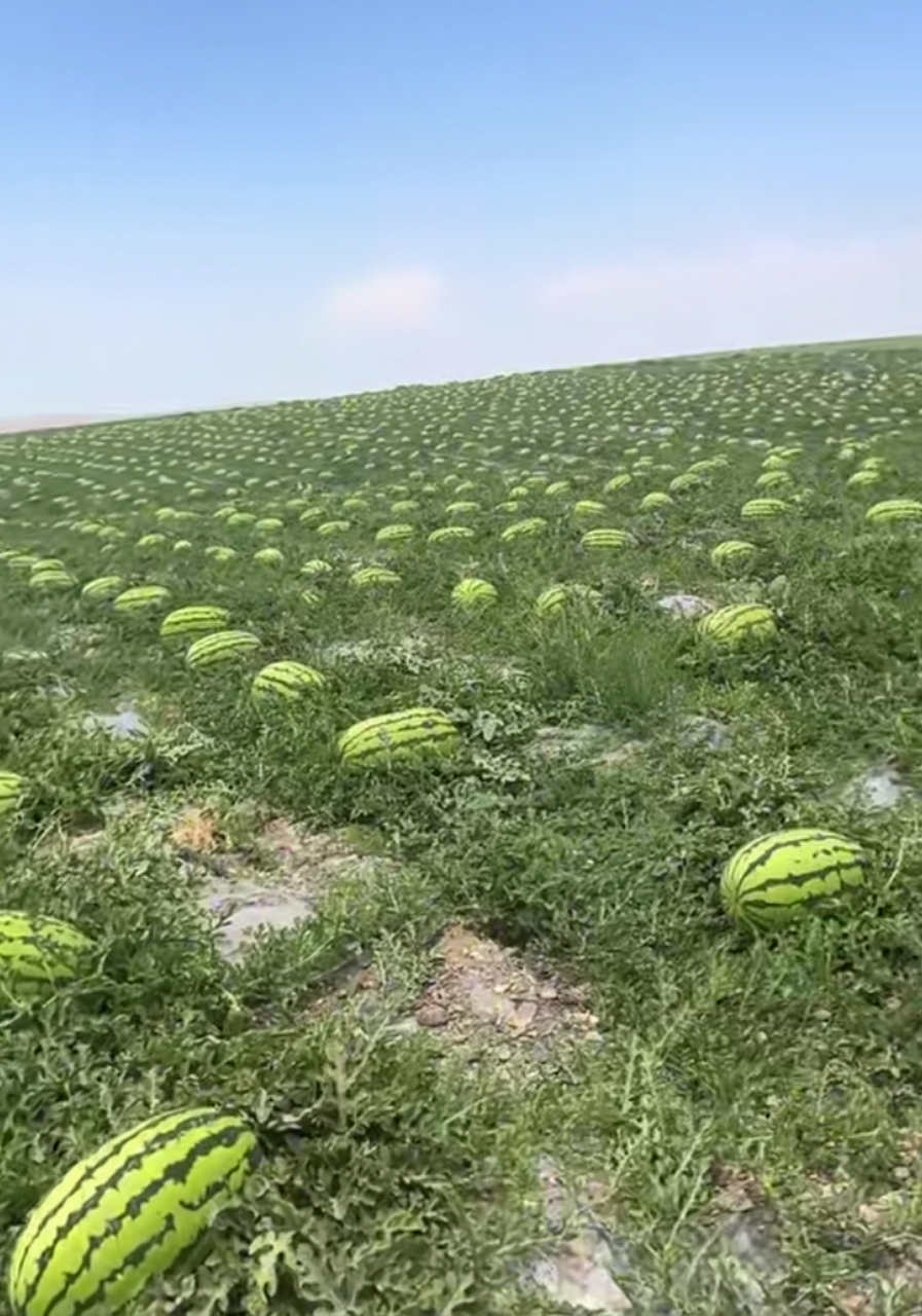 石头瓜为啥好吃,你知道吗?