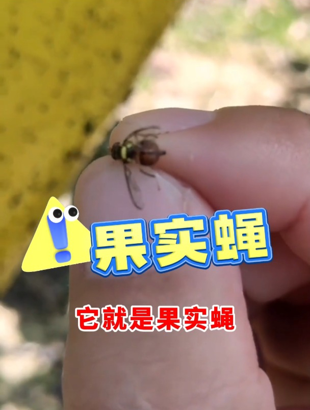 果得刚诱杀果实蝇马上就能见效果
