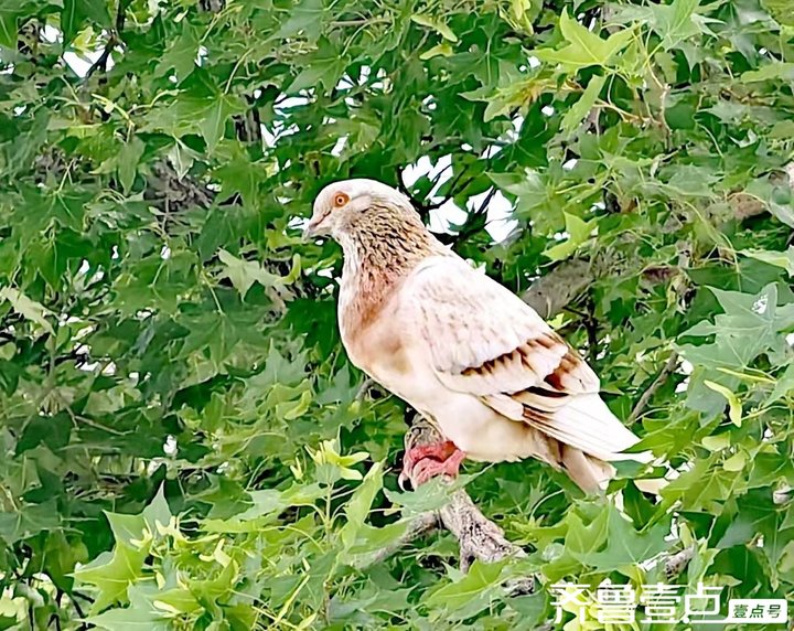 一只受伤的小鸟