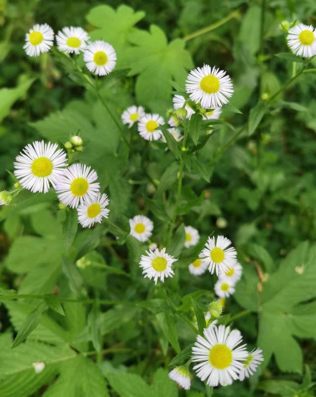 夏日闪光旅行家# 野外的清新.