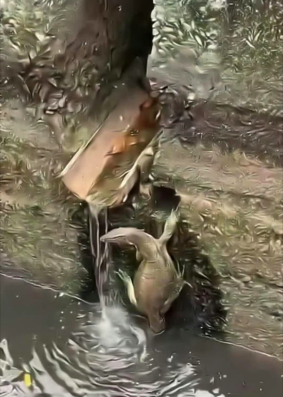 第一次见到没有壳的乌龟 67