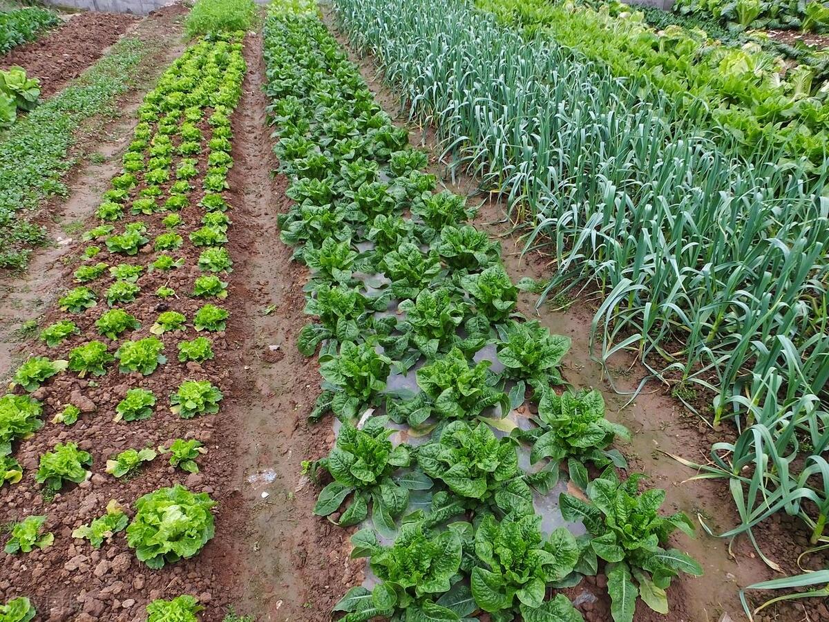 7月蔬菜种植,选对这5样耐热品种,掌握种植方法,收获满满!