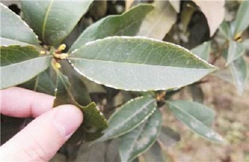 别让桂花介壳虫毁了你的美丽庭院!有效药物和防治措施全揭秘