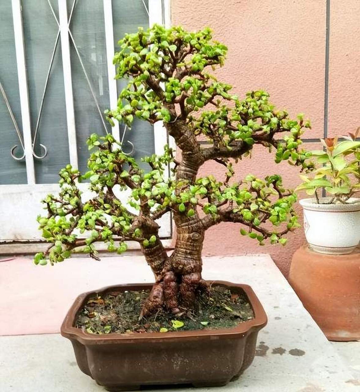 三大秘诀让您的植物变身老桩  你是否梦想拥有一株金枝玉叶的老桩?