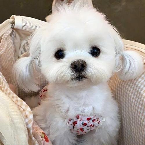 最爱干净的狗狗,你家的小宝贝也在列吗?