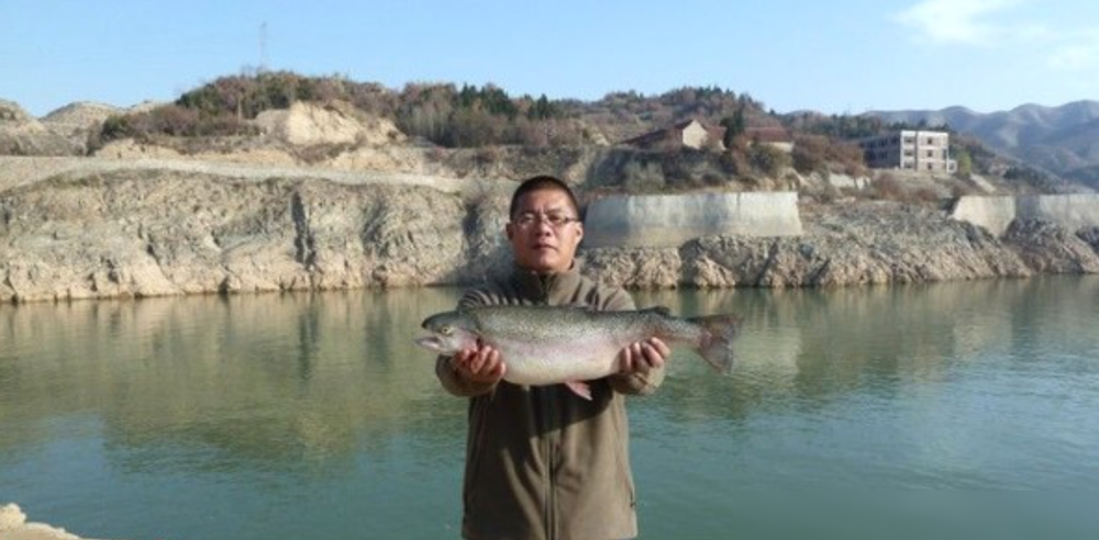 黄河虹鳟鱼图片